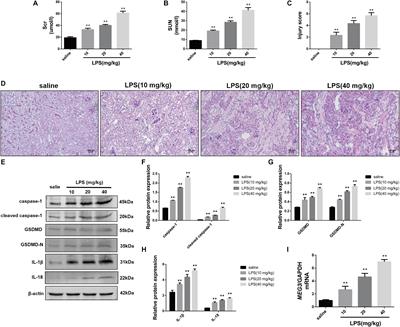 Long Non-coding RNA MEG3 Promotes Renal Tubular Epithelial Cell Pyroptosis by Regulating the miR-18a-3p/GSDMD Pathway in Lipopolysaccharide-Induced Acute Kidney Injury